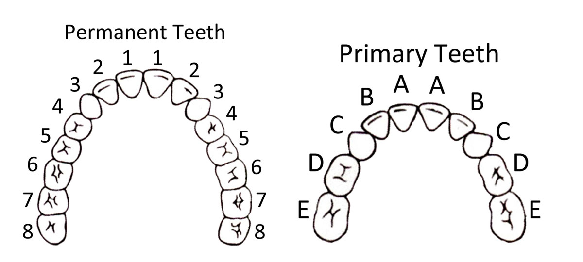 Children S Tooth Chart Letters